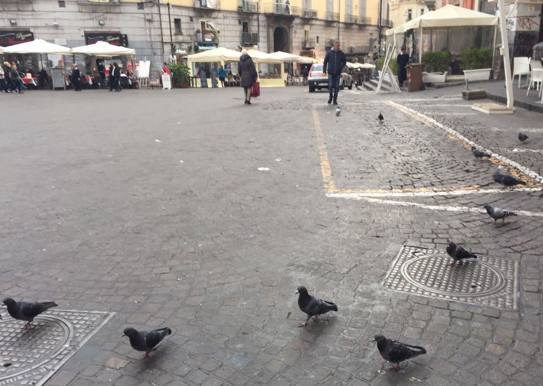  Il piccioni fanno ormai parte dell'ambiente urbano in ogni luogo (Chiostro Santa Chiara Napoli)