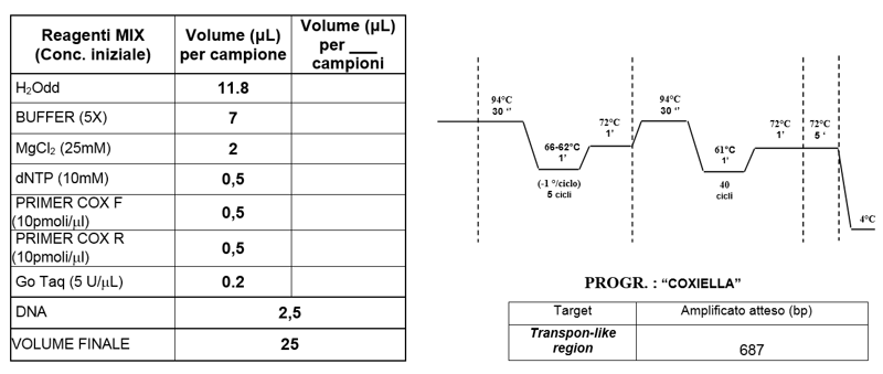 Figura 19. Mix di reazione e profilo termico di amplificazione
