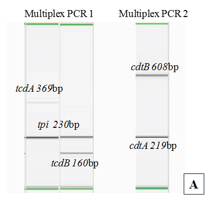 A: Multiplex PCR per la rilevazione dei geni tpi, tcdA, tcdB, cdtA, cdtB
