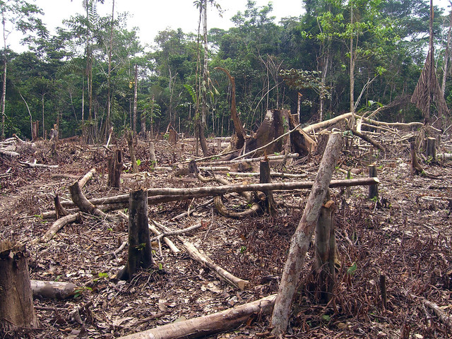 Matt Zimmerman. Slash and burn agriculture in the Amazon(2007)  (CC BY 2.0)