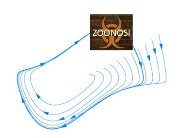 Zoonotic attractor, as in a limit cycle