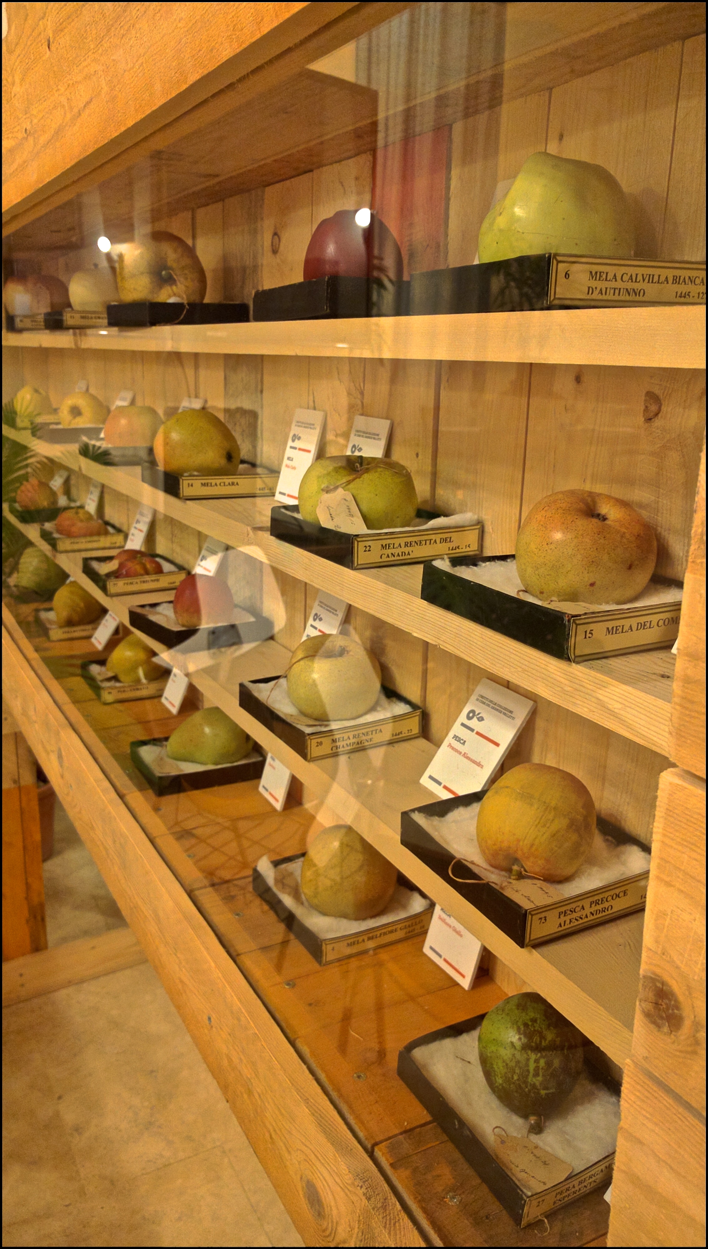 Frutta finta di Francesco Garnier Valletti. Concessione del'Istituto Tecnico Agrario Cuiffelli di Todi
