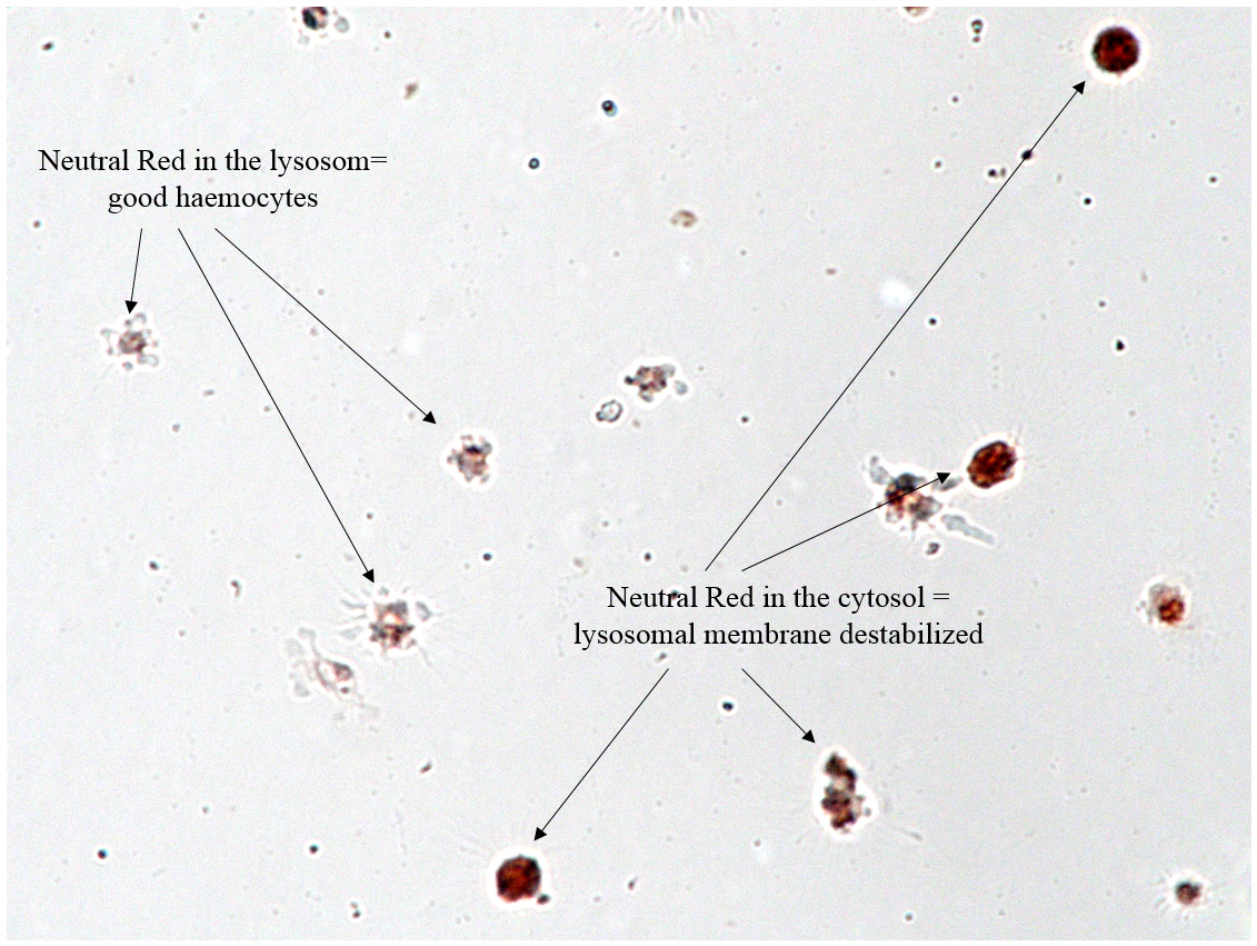 Figura 1. Risultati della colorazione Neutral Red nei lisosomi