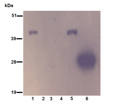 Caratterizzazione in Western blot delle CPE ricombinante espressa in cellule d'insetto Sf21 mediante il MAb anti-6xHis
