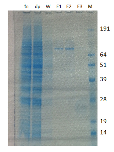 Espressione e purificazione della r-H6CPE48-51?305 espressa in cellule d'insetto Sf21 e colorazione del gel elettroforetico con Comassie