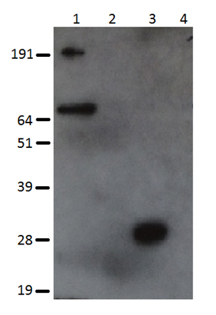 Caratterizzazione in Western blot della r-CPE48-51?305H6 espressa in cellule d'insetto Sf21 mediante il MAb anti-6xHis
