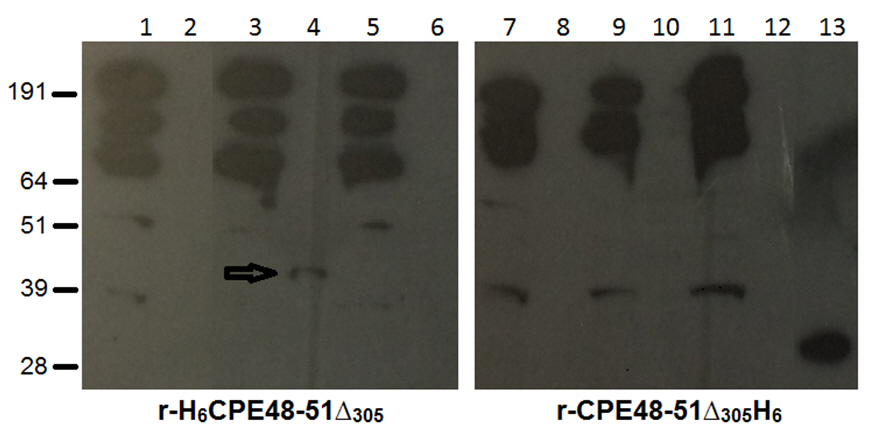Caratterizzazione in Western blot dell'espressione della r-H6CPE48-51?305 e della r-CPE48-51?305H6 espressa nei diversi terreni colturali mediante il MAb anti-6xHis