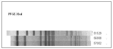 Figura 3. PFGE dei due isolati di S. Kentucky resistenti alla Ciprofloxacina. Lane 51529: isolato di origine umana del 2004 non resistente; lane 56808 e 57002: isolati del 2005 resistenti alla Ciprofloxacina