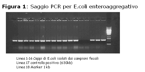 PCR per E. coli enteroaggregativo