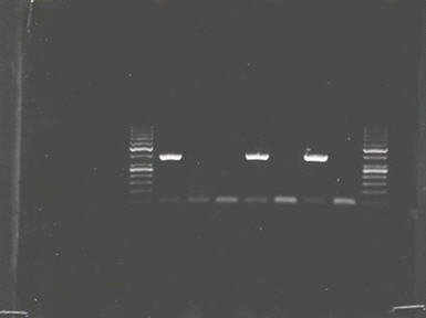 risultato del test PCR con un controllo positivo (lane 1), pool di organi negativi (lane 2-3-5), pool di organi positivi  (lane 4), buffy coat positivo (lane 6) e master mix (lane 7)