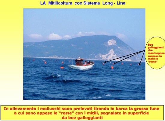 Metodo di allevamento dei mitili nella Regione Marche: sistema flottante detto long-line