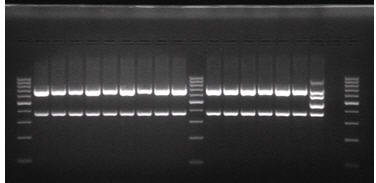 Multiplex PCR per sierotipizzazione (sierotipo 1/2a)