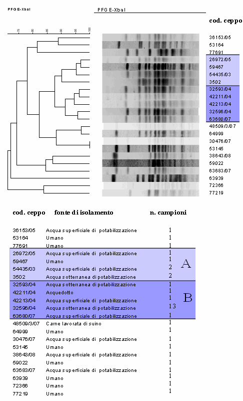 Cluster analysis dei profili rappresentativi di PFGE  ottenuti con l'enzima XbaI dagli isolati di S. Napoli