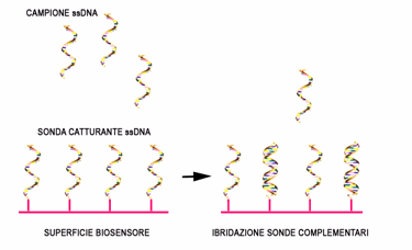 schema di genotipizzazione tramite biosensore