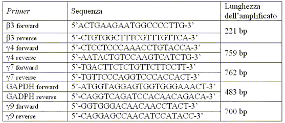 sequenze nucleotidiche dei primer  impiegati in PCR convenzionale per l'amplificazione del genoma provirale e del gene housekeeping GAPDH