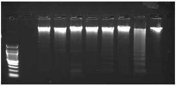 DNA genomico estratto da cellule somatiche del latte