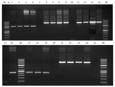 PCR su DNA genomico Gel elettroforetico dei prodotti di PCR di DNA genomico