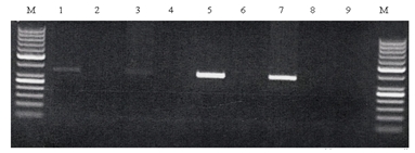 Repliche di RT-PCR con primer  GAPDHbos for e rev. 1-3-5-7: +RT; 2-4-6-8: -RT; 9 bianco. M: marcatore di peso molecolare 50 bp generuler