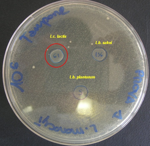 capsula petri che mostra l'attività antagonistica nei confronti di L. monocytogenes da parte di tre ceppi appartenenti alle specie Lc. lactis, Lb. sakei e Lb. plantarum