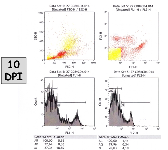 indagini citofluorimetriche relativamente a 4 sottopopolazioni linfocitarie (CD3, CD4, CD8, CD21)
