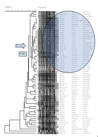 Cluster analysis dei 60 ceppi analizzati - pdf 449 KB