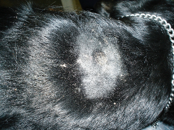 Dettaglio delle lesioni con aspetto alopecico-crostoso ed essudazione (testa, padiglioni auricolari, dorso eregione toracica)