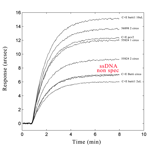  Ibridizzazione di campioni non pre-amplificati  con la  la sonda ssDNA/LNA
