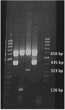 Corsa elettroforetica dopo PCR multiplex del ceppo di Campylobacter fetus