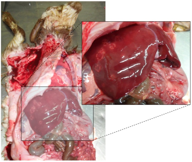 Focolai necrotici nel parenchima epatico e modico versamento siero-emorragico in cavità peritoneale