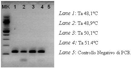 Fig. 1- Gel di agarosio del gradient per arcA (foto in negativo)