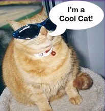 cool cat picture