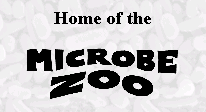 vai allo Zoo sui Microbi