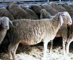 pecore in stabulazione